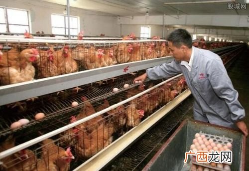 黑豚回收多少钱一斤 黑豚养殖利润分析