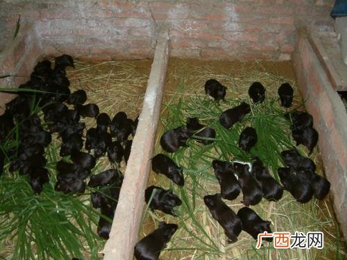 黑豚回收多少钱一斤 黑豚养殖利润分析