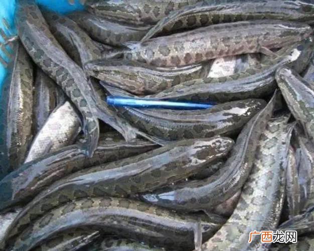 黑鱼养殖技术大全 黑鱼养殖亩产利润
