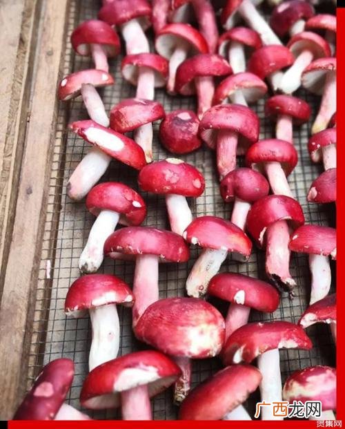 红菇的最佳做法 红菇是否有养殖的