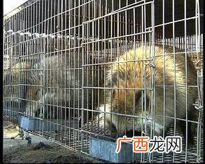 养殖貉子能吃吗 狐狸貉子养殖网