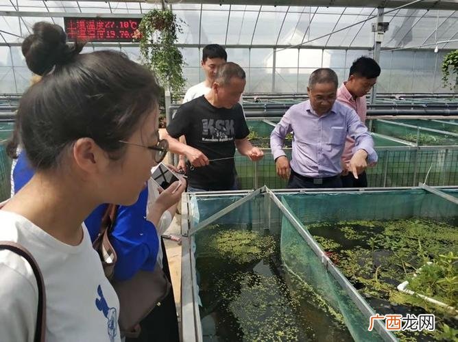 湖北黄鳝批发市场 湖北哪里有黄鳝养殖场