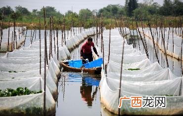 湖北黄鳝批发市场 湖北哪里有黄鳝养殖场