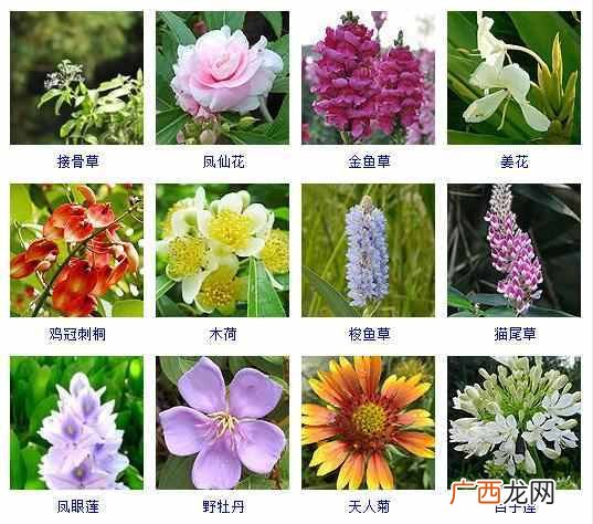 适合夏天种植的品种大全 夏天有什么花