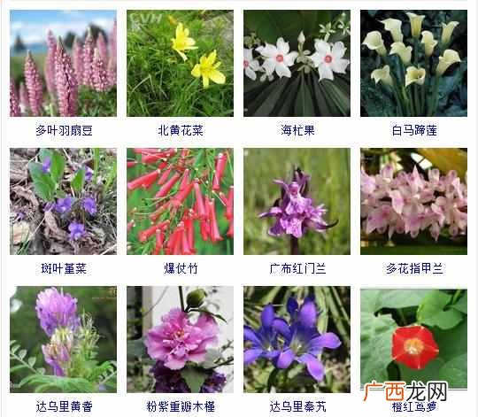 适合夏天种植的品种大全 夏天有什么花