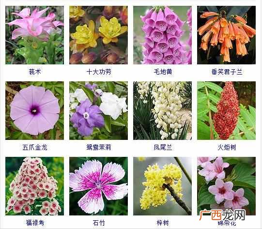适合夏天种植的品种大全 夏天有什么花