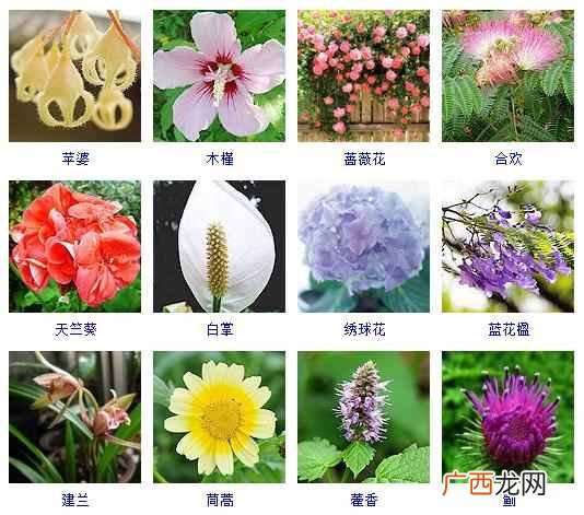 适合夏天种植的品种大全 夏天有什么花