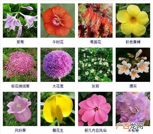 适合夏天种植的品种大全 夏天有什么花