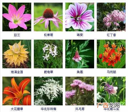 适合夏天种植的品种大全 夏天有什么花