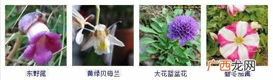 适合夏天种植的品种大全 夏天有什么花