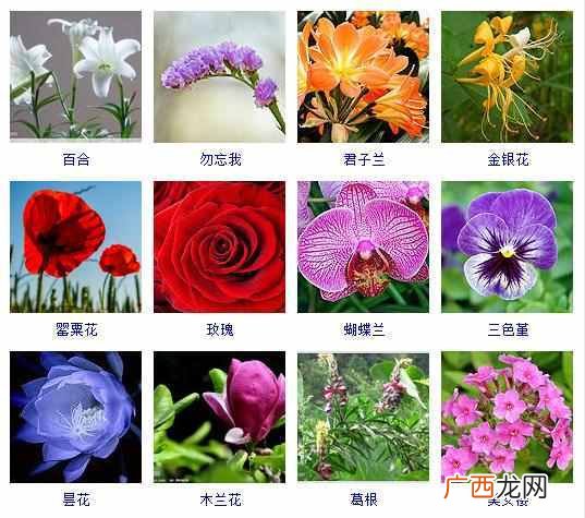 适合夏天种植的品种大全 夏天有什么花