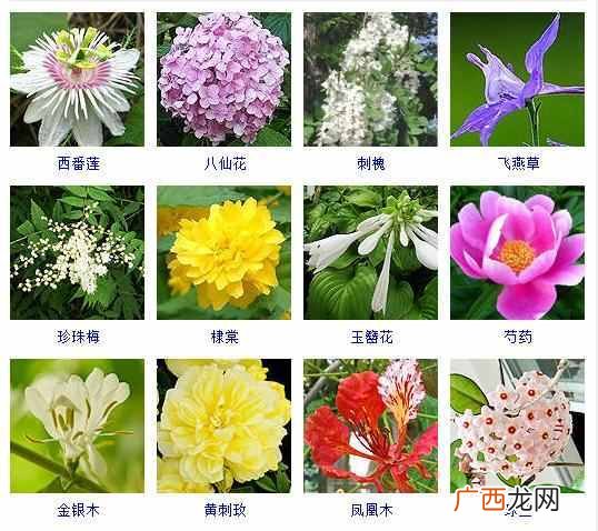 适合夏天种植的品种大全 夏天有什么花