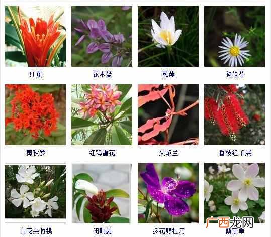 适合夏天种植的品种大全 夏天有什么花