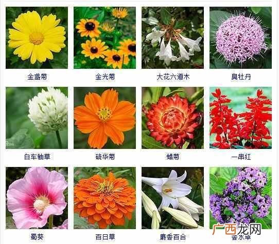 适合夏天种植的品种大全 夏天有什么花