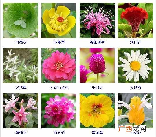 适合夏天种植的品种大全 夏天有什么花