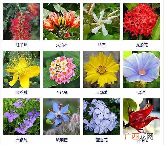 适合夏天种植的品种大全 夏天有什么花