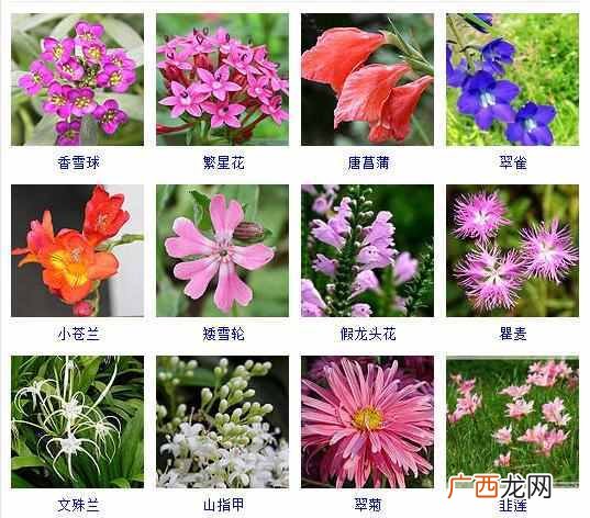 适合夏天种植的品种大全 夏天有什么花