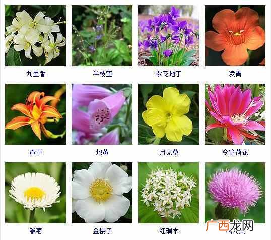 适合夏天种植的品种大全 夏天有什么花