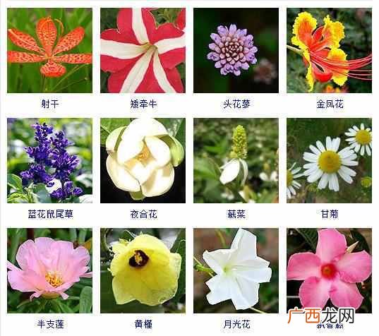 适合夏天种植的品种大全 夏天有什么花
