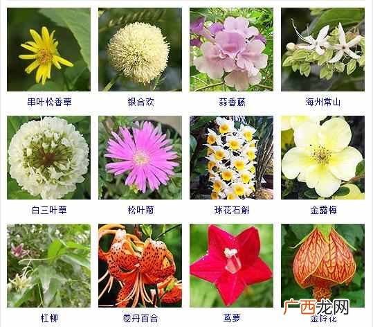 适合夏天种植的品种大全 夏天有什么花