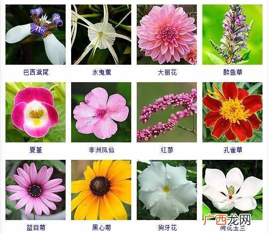 适合夏天种植的品种大全 夏天有什么花