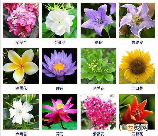 适合夏天种植的品种大全 夏天有什么花