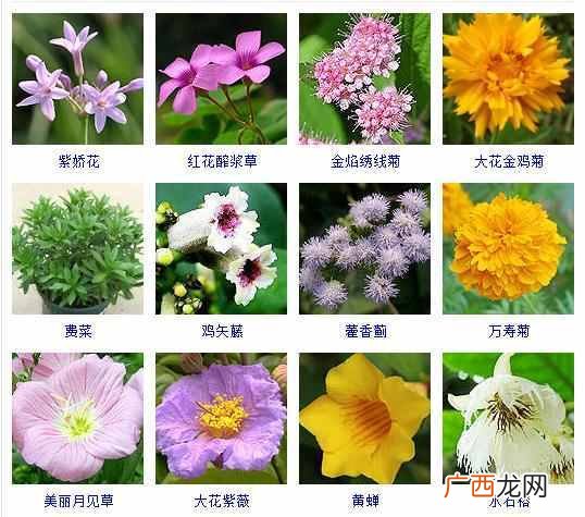 适合夏天种植的品种大全 夏天有什么花
