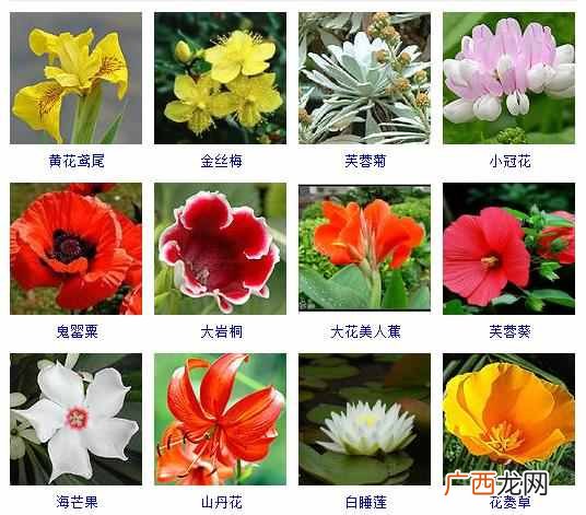 适合夏天种植的品种大全 夏天有什么花