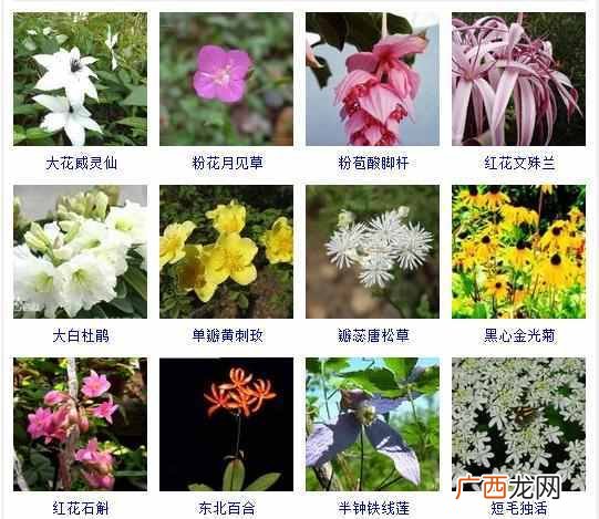 适合夏天种植的品种大全 夏天有什么花
