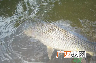 秋天钓鱼用腥还是香？秋天钓鱼用什么味型饵料？