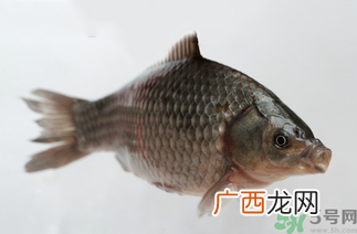 秋天黑坑钓鲫鱼用什么饵料？秋天黑坑钓鲫鱼饵料配方
