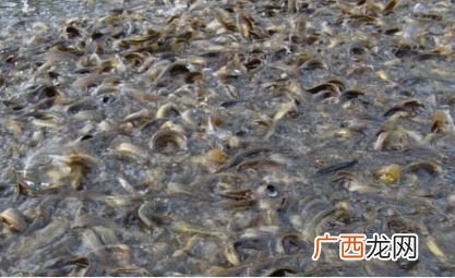 本地泥鳅养殖技术 江西张斌华养殖泥鳅