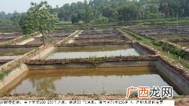 本地泥鳅养殖技术 江西张斌华养殖泥鳅