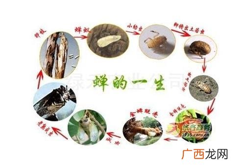 布料解算八猴 解猴养殖
