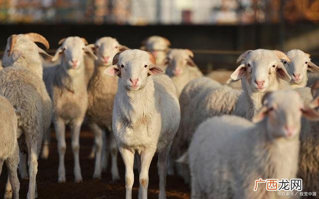 中国养殖业现状及发展趋势 今年的养殖行情预测
