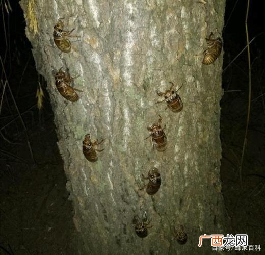 养金蝉栽什么树最好 金蝉养殖一棵种多少种