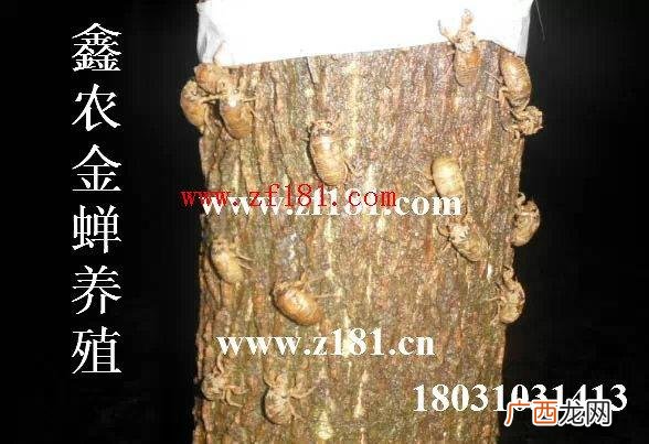 养金蝉栽什么树最好 金蝉养殖一棵种多少种