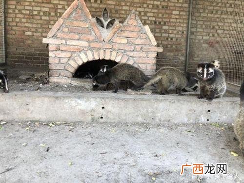 哪里有养殖狗獾的基地 景海滨獾子养殖基地图