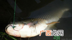 十月份可以钓鲤鱼吗?十月份钓鲤鱼用什么饵?