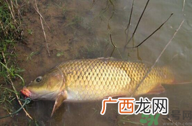 十月份可以钓鲤鱼吗?十月份钓鲤鱼用什么饵?