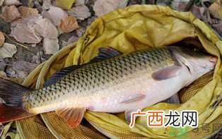 十月份可以钓鲤鱼吗?十月份钓鲤鱼用什么饵?