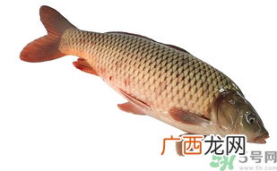 十月份可以钓鲤鱼吗?十月份钓鲤鱼用什么饵?