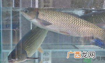 十月份草鱼好钓吗？十月份怎么钓草鱼？