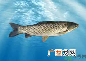 十月份草鱼好钓吗？十月份怎么钓草鱼？