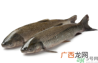 十月份草鱼好钓吗？十月份怎么钓草鱼？
