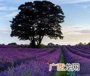 十月份还有薰衣草吗?薰衣草什么时候开花?