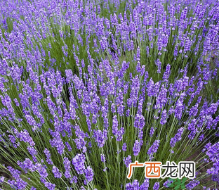 十月份还有薰衣草吗?薰衣草什么时候开花?