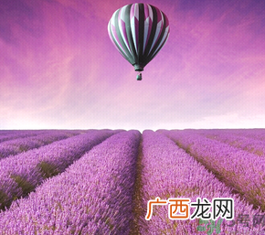 十月份还有薰衣草吗?薰衣草什么时候开花?