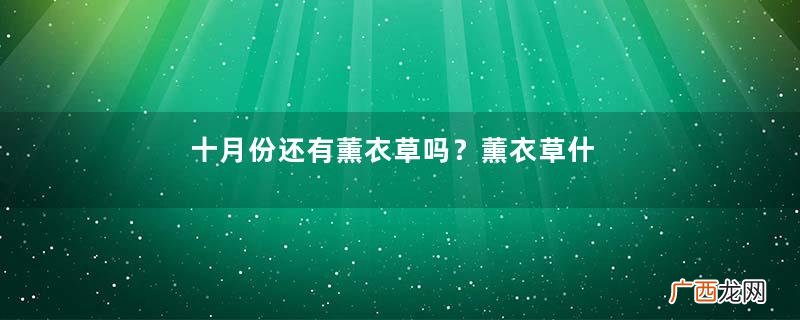 十月份还有薰衣草吗?薰衣草什么时候开花?