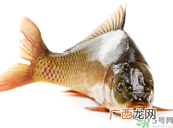 秋天钓鲤鱼用什么小药？秋天黑坑钓鲤鱼用什么小药？